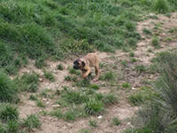 cucciolo cane corso 